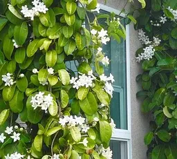 Саджанець Agro-Market Стефанотіс Stephanotis (51618) 1 шт. в упаковці (кімнатний) - мініатюра 2