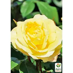 Троянда флорибунда Agro-Market Sunstar саджанець класу АА+ вищий сорт 1 шт. в упаковці (178162) - мініатюра 3