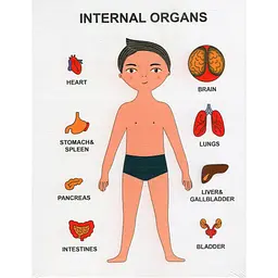 Пазли навчальні Strateg Internal Organs (30349)