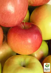 Саджанець Agro-Market Яблуня Джулія (літній сорт, ранній термін дозрівання) 1 шт. в упаковці (39834) - мініатюра 2
