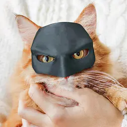 Кажан- Кіт - Маскбат Кот Маска Кот - мініатюра 4