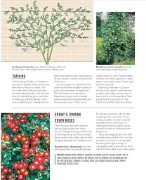 Grow Roses. Essential Know-how and Expert Advice for Gardening Success - мініатюра 9