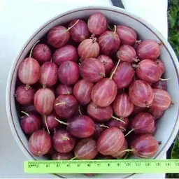 Саджанець Agro-Market Агрус Ласкавий (середньо-ранній термін дозрівання) 1 шт. в упаковці (46239) - мініатюра 2