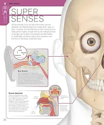 The Skeleton Book. Get to Know Your Bones, Inside Out - мініатюра 2