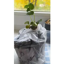 Саджанець Agro-Market Полуниця ампельна Махровоквітуча Snow (ремонтантний ранній сорт) (51895) 1 шт. - мініатюра 2