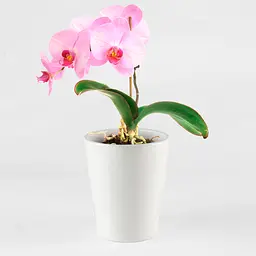 Горщик для квітів МВМ My Home, 16 см, білий (DH-FLOWERS-29 WHITE) - мініатюра 5