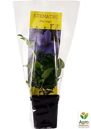 Саджанець Agro-Market Клематис Blue Angel (39523) - мініатюра 3
