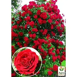 Саджанець Agro-Market Троянда плетиста Нахеглут (клас АА +) вищий сорт (20628) 1 шт. - мініатюра 2