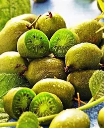 Саджанець Agro-Market Актинідія Римма (міні-ківі, морозостійкий сорт, пізній термін дозрівання) (24594) 1 шт. в упаковці - мініатюра 4