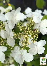Калина складчаста "Марієзі" (Viburnum plicatum "Mariesii") (115244) 1 саженец - мініатюра 2