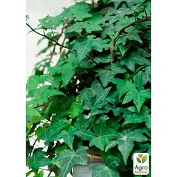Саджанець Agro-Market Плющ звичайний (44214) 1 шт. в упаковці - мініатюра 2