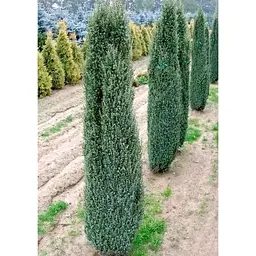 Саджанець Agro-Market Ялівець 3-х річний Sentinel С3 висота 30-40 см 1 шт. в упаковці (183884) - мініатюра 2