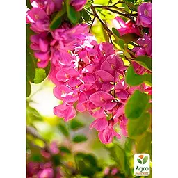 Саджанець Agro-Market Акація Робінія рожева (48852) - мініатюра 2