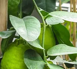 Саджанець Agro-Market Лимон Київський Великоплідний плоди до 1кг! (40078) 1 шт. в упаковці - мініатюра 2