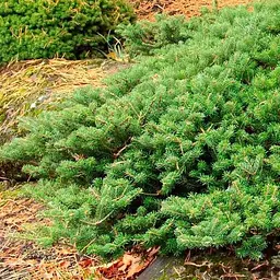 Ялиця корейська Agro-Market Green Carpet ком/сітка діаметр 90-100 см 188456 1 саджанець в упаковці