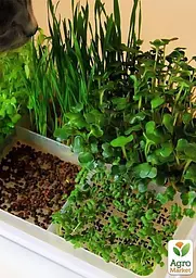 Насіння Agro-Market Мікрозелень Салатна суміш у банці 20 г (45226) - мініатюра 3