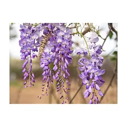 Маска для обличчя Lululun Face Mask Wisteria Flower Зволожуюча З екстрактом гліцинії 1 шт (4582305066432) - мініатюра 3