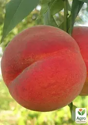 Саджанець Agro-Market Персик Соковитий (літній сорт, середній термін дозрівання) 1 шт. в упаковці (25752) - мініатюра 2