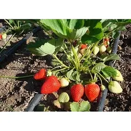 Саджанець Agro-Market Полуниця Альба (Alba) 5шт (ранній термін дозрівання, високопродуктивний сорт) (25717) - мініатюра 8