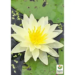 Саджанець Agro-Market Німфея Періс Дабл Еллоу (180597) (Корневище) 1 шт. - мініатюра 2
