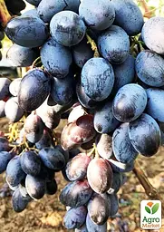 Саджанець Agro-Market Десертний виноград Новичок 1 шт. в пакуванні (178735) - мініатюра 2