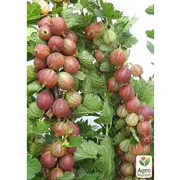Саджанець Agro-Market Аґрус на штамбі Неслуховський (ранній термін дозрівання, великоплідний) (43072) 1 шт. - мініатюра 3