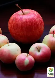 Саджанець Agro-Market Яблуня Целесте (літній сорт пізнього терміну дозрівання) 1 шт. в упаковці (35432) - мініатюра 3