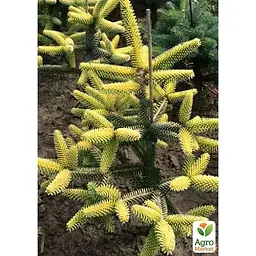 Саджанець Agro-Market Ялиця 3-х річна східна Aurea висота 20-30 см (166986) - мініатюра 3