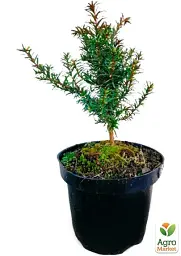 Саджанець Agro-Market Тис ягідний Baccata С2 висота 15-25 см 1 шт. в упаковці (138765) - мініатюра 3