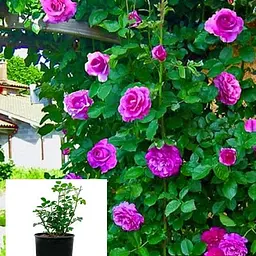 Троянда в контейнері плетиста "Violette Parfume" (саджанець класу АА+) (180857) 1 саженец - мініатюра 5