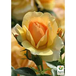 Троянда плетиста Agro-Market Фокстрот саджанець класу АА+ вищий сорт 1 шт. в упаковці (178142) - мініатюра 3
