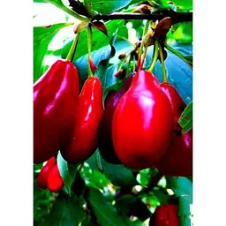 Саджанець Agro-Market Кизил Лук'янівський (середній термін дозрівання, один з найкращих сортів) 1 шт. в упаковці (36052) - мініатюра 2