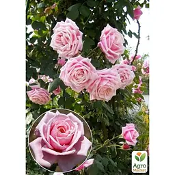 Саджанець Agro-Market Троянда плетиста Блоссомтайм (клас АА +) вищий сорт (36024) 1 шт. - мініатюра 2
