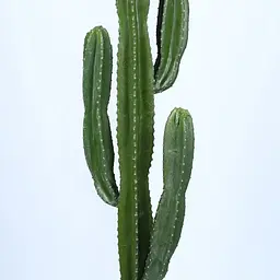 Штучна рослина Engard Cactus 155 cм (TW-40) - мініатюра 4