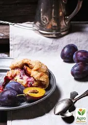 Саджанець Agro-Market Слива Ганіта (літній сорт, середньопізній термін дозрівання) 1 шт. в упаковці (23469) - мініатюра 3