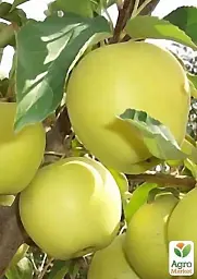 Саджанець Agro-Market Яблуня Голден Делішес (зимовий сорт) 1 шт. в упаковці (17581) - мініатюра 4