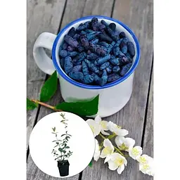 Саджанець Agro-Market Жимолость Сельгінка (ранній термін дозрівання, дуже врожайний сорт) 1 шт. в упаковці (43964) - мініатюра 2