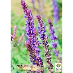Саджанець Agro-Market Шавлія Дубравна Blue Bouquetta (180053) 1 шт. - мініатюра 3