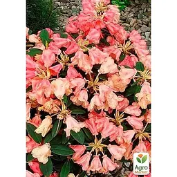 Саджанець Agro-Market Рододендрон персиковий Флаутандо (Flautando) (25905) 1 шт. в упаковці - мініатюра 3