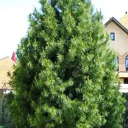 Сосна Веймутова Agro-Market Біла Східна Pinus Strobus горщик P9 49232 1 саджанець в упаковці