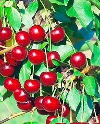 Саджанець Agro-Market Вишня Відродження (літній сорт, ранній термін дозрівання) (35902) 1 шт. в упаковці - мініатюра 2