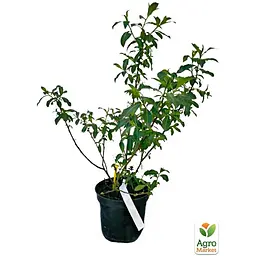 Саджанець Agro-Market Верба 2-х річна тонкослупкова чорна Melanostachys (176654) - мініатюра 2