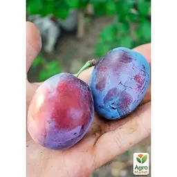 Саджанець Agro-Market Слива Чачакська рання укорінена в контейнері (саджанець 2 роки) (178603) - мініатюра 5