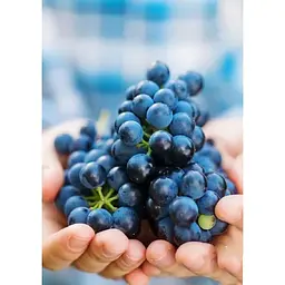 Саджанець Agro-Market Виноград кишмиш Європейська гордість (преміальний безсемянний сорт) 1 шт. в упаковці (44775) - мініатюра 3