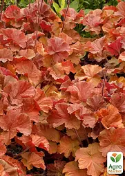 Саджанець Agro-Market Гейхера (Heuchera) Northern Exposure Amber (49876) - мініатюра 3