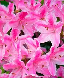 Рододендрон Agro-Market Kermesina Rose рожевий 1 саджанець в упаковці (25759) - мініатюра 2