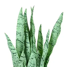 Штучна рослина Sansevieria 65 см (DW-11) - мініатюра 2