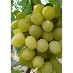 Саджанець Agro-Market Виноград Супер екстра (дуже ранній термін дозрівання) 1 шт. в упаковці (19806) - мініатюра 2
