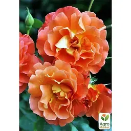 Саджанець Agro-Market Троянда плетиста Помаранчеве сонечко (клас АА +) вищий сорт (36025) 1 шт. - мініатюра 2