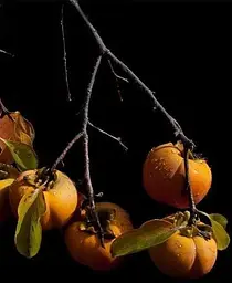 Саджанець Agro-Market Хурма на віргінській морозостійкій підщепі Нікітська бордова® вищий сорт! (21383) 1 шт. в упаковці - мініатюра 7